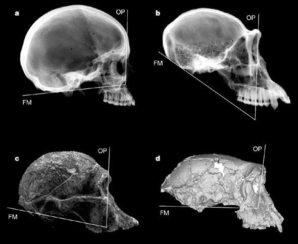 Sahelanthropus tchadensis Datazione: 6-7 ma Fossili: cranio 2001 Altezza: 115 125 (?