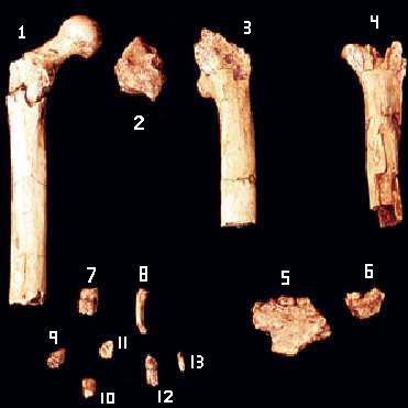 Orrorin tugenensis Datazione: 6 ma Fossili: frammenti 2001 Altezza: 120 cm (?) Peso: 30 45 kg (?