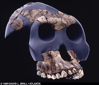 Australopithecus ghari Datazione: 2 3 ma Fossili: frammenti 1999 Altezza: - Peso: - Capacità cranica: 450cc Note: