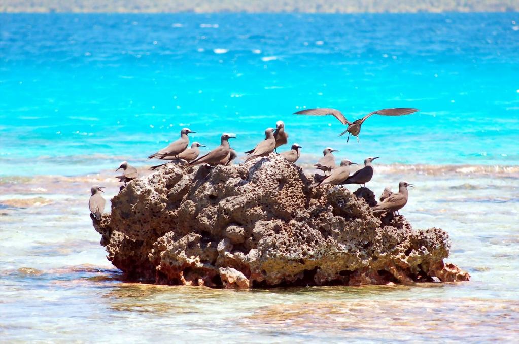 ARCIPELAGO DELLE TUAMOTU L'ISOLA DEGLI UCCELLI Selvaggia, naturale, autentica, Tikehau, con i suoi lunghi nastri di sabbia rosa o bianca, è un atollo circolare che racchiude una laguna di 26 km di