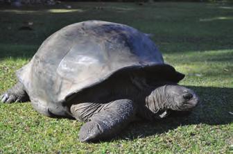 I CONSIGLI DELL ESPERTO: Alle Seychelles vivono le tartarughe giganti di Aldabra. Queste enormi tartarughe possono superare il metro di lunghezza e sono molto amichevoli.