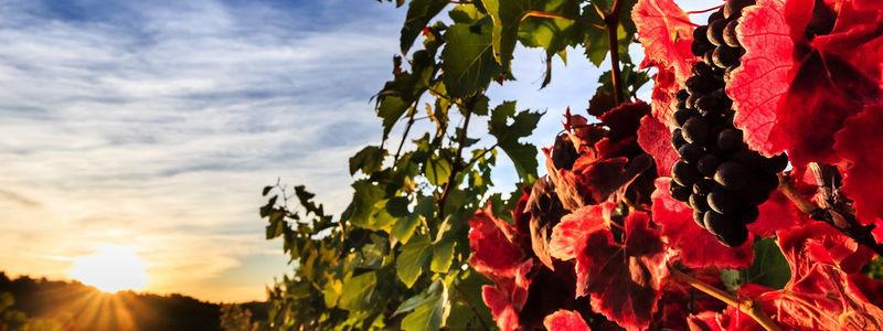 The vineyard domain Château de Brigue started in 1970 as a family venture.