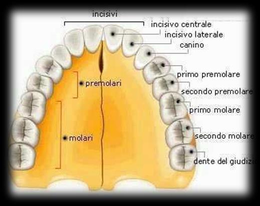 Denti Sono le strutture che frantumano e triturano il cibo nel processo della masticazione.