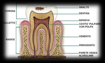 separa la radice dalla corona I denti sono formati da un tessuto chiamato dentina ricoperta dallo smalto.