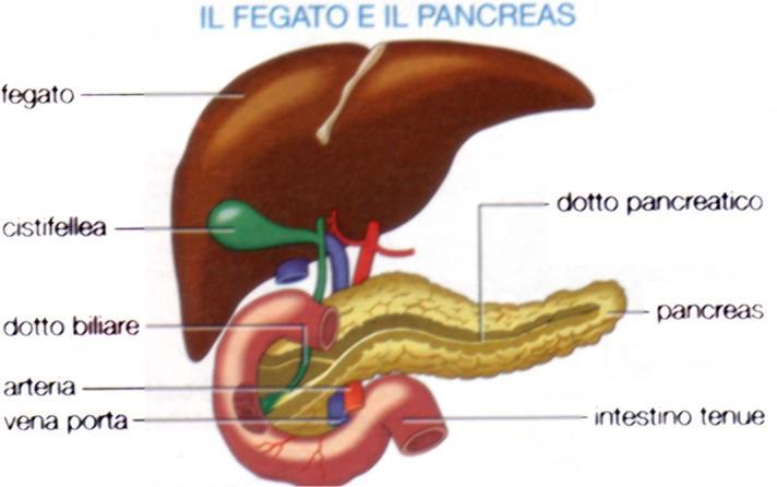 Fegato: è la più voluminosa ghiandola del corpo umano che pesa circa 1500g nell adulto.