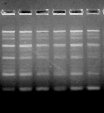 RAPD-PCR