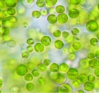 Chlorella vulgaris Un identificazione basata sulla morfologia delle microalghe non sempre risulta facile da eseguire poiché