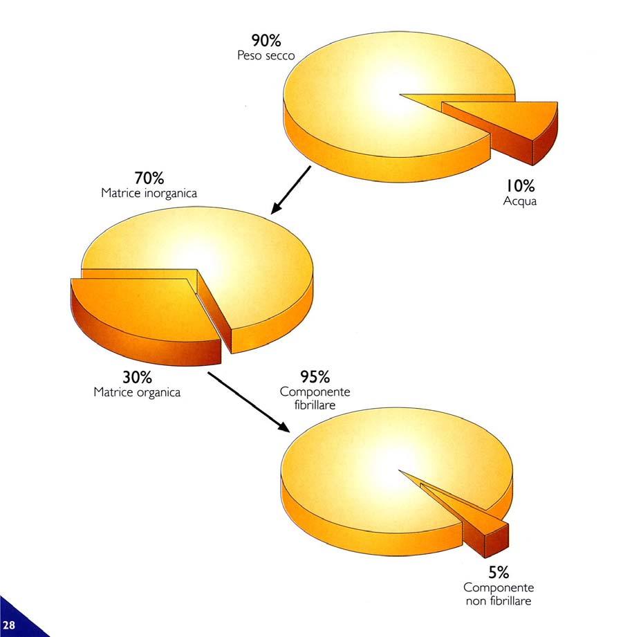 MATRICE DELL OSSO Il tessuto osseo deve le sue caratteristiche di durezza e resistenza alla particolare composizione della sostanza extracellulare, definita matrice ossea, che a differenza degli