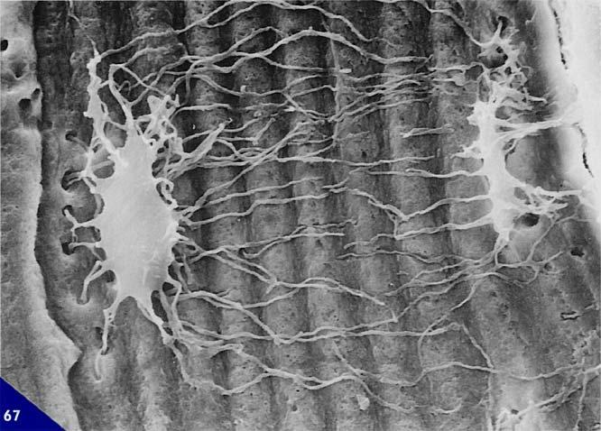 Negli osteociti maturi l'apparato organulare acquisisce minor rilievo. Il reticolo endoplasmatico rugoso e il complesso di Golgi sono assenti o estremamente ridotti.