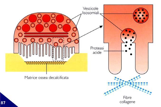 Il sistema di trasporto attivo dei protoni si estrinseca attraverso un sistema ATP-asico presente a livello del bordo rugoso, che direziona il flusso di ioni H + all'esterno della membrana e