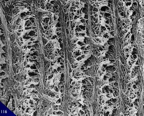 Anche dimensionalmente esiste una differenza tra le lamelle: al microscopio elettronico, sia a scansione sia a trasmissione, le lamelle lasse risultano più larghe delle lamelle dense. 115.