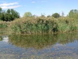 Phragmites