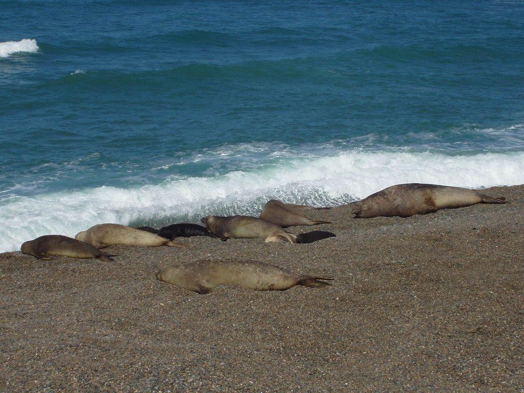 Qui non è insolito incontrare i pinguini di magellano che nuotando intorno alla nostra imbarcazione ci danno il benvenuto!