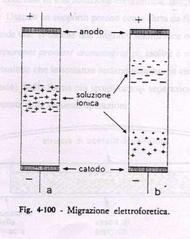 accorciandolo; operazioni queste che preludono a qualunque studio di biologia molecolare.