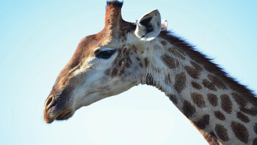 16 AGOSTO KNYSNA COLCHESTER 320 KM Imbocchiamo oggi la N2 diretti ad est, sino a raggiungere il bivio che ci condurrà allo Storm River Park Tsitsikamma, dove potremo ammirare uno dei tratti di costa