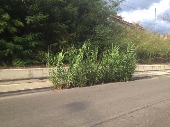 PERCHÉ ARUNDO DONAX