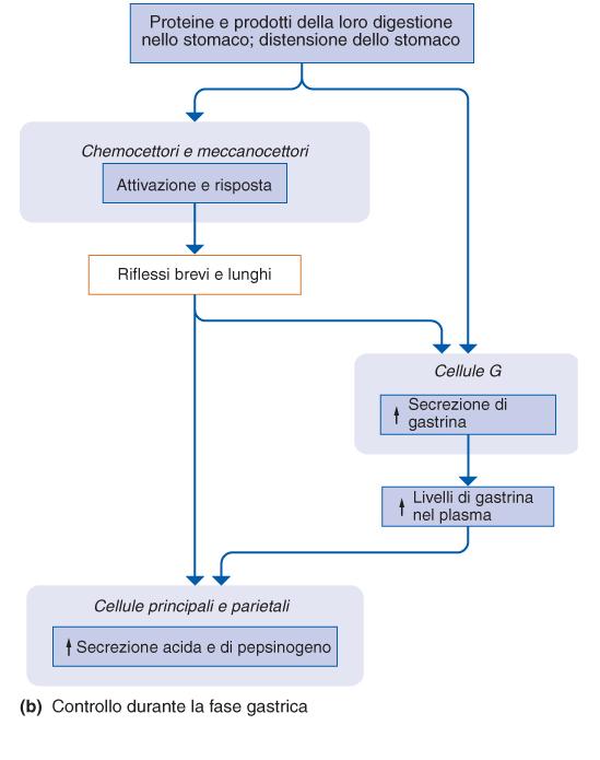 Regolazione fase gastrica Appena il cibo raggiunge lo stomaco entrano in gioco gli stimoli della fase gastrica.