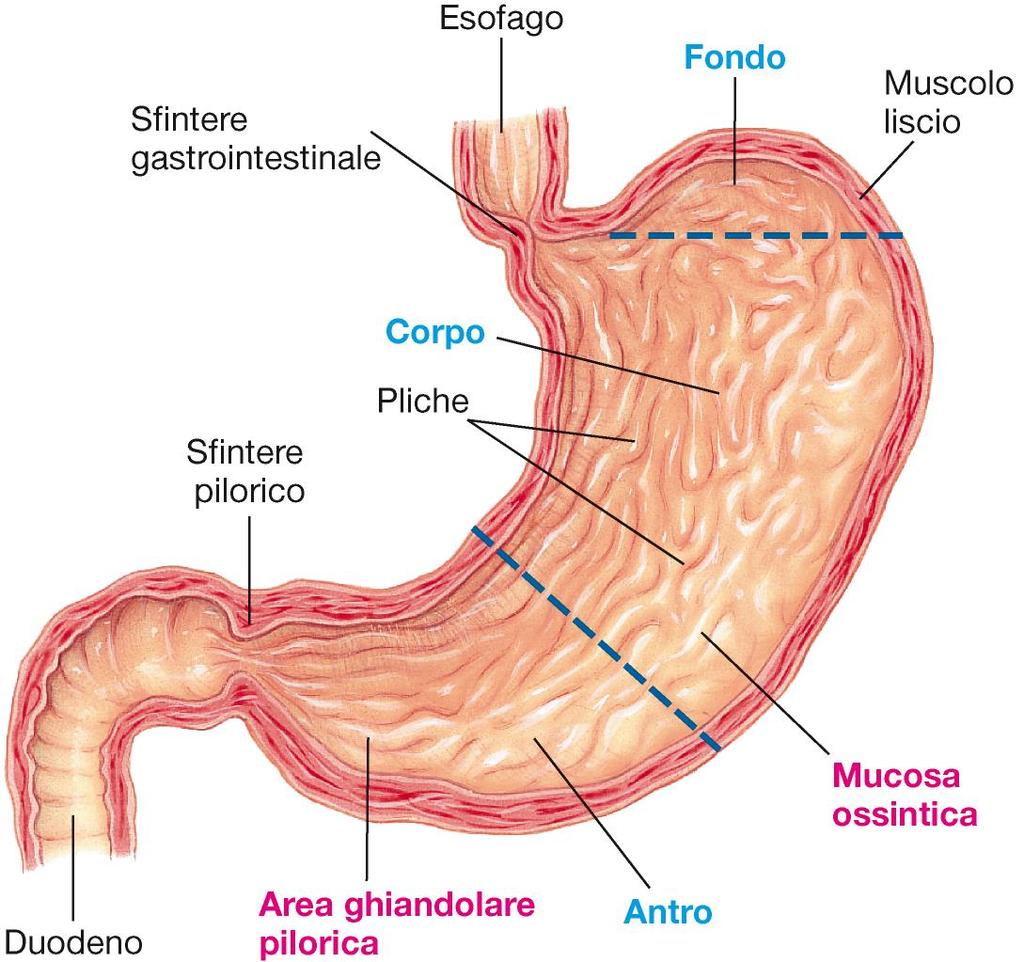 Stomaco - Immagazzinare il cibo ingerito finchè non si svuota nell intestino tenue a una velocità appropriata per la