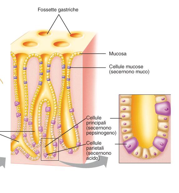 Il succo digestivo gastrico è secreto dalle