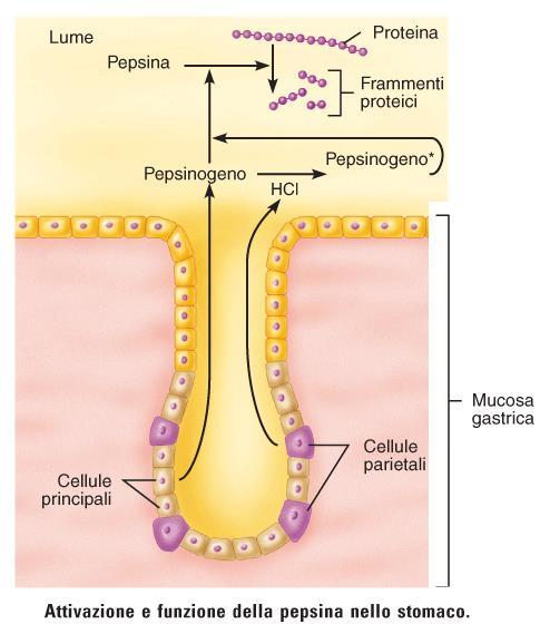 Produzione di HCl ad opera di cellule parietali e pepsinogeno ad