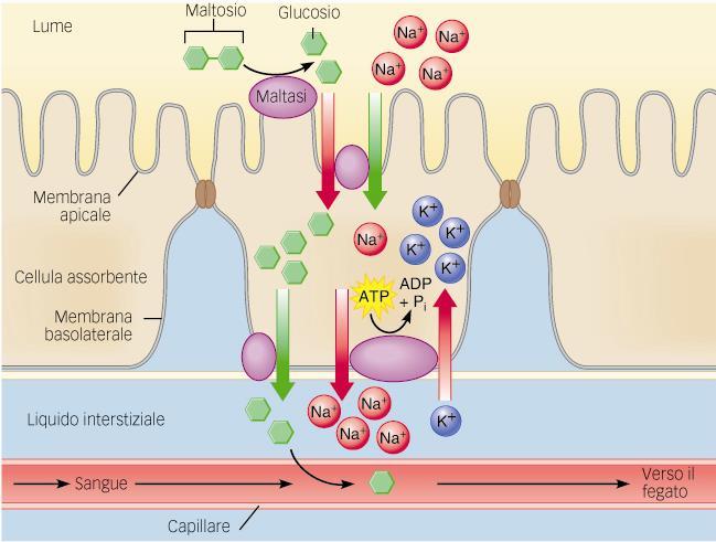 I monomeri di glucosio sono trasportati attraverso la membrana apicale della mucosa da un sistema di trasporto attivo