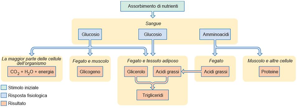 Principali reazioni metaboliche