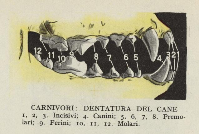 Che cosa differenzia un animale erbivoro da un carnivoro?