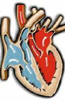 APPARATO CIRCOLATORIO I mammiferi hanno circolazione doppia (il sangue passa due volte per il cuore) e completa (il sangue venoso non si mischia mai