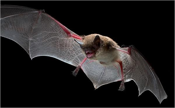 CHIROTTERI Più comunemente noti come pipistrelli, sono gli unici