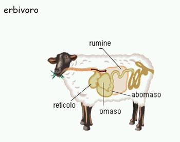 APPARATO DIGERENTE L'apparato digerente dei ruminanti (i bovini) ha uno stomaco di grandi dimensioni suddiviso in quattro parti comunicanti (reticolo, rumine, omaso e abomaso).