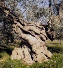 Attualmente, l olivicoltura salentina è strutturata