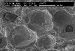 A. Bracciale, N. Ucciardello, F. Iacoviello Fig.6c Analisi al SEM della prova per 360min sulla ghisa GSC.