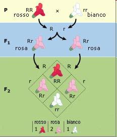 Le caratteristiche dominanti e recessive non sono sempre così nette come osservato da Mendel nella pianta di pisello.