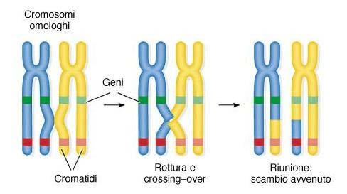 Durante la meiosi se avviene il crossing-over si ha uno scambio fisico reciproco di parti tra i due cromosomi omologhi (tra cromatidi non fratelli) con la formazione di nuove