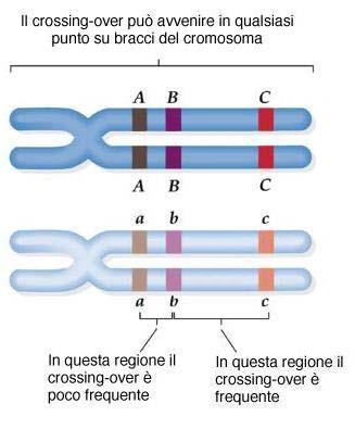 Quanto più due loci sullo stesso cromosoma sono distanti, tanto più alta e la probabilità