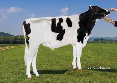 BLACK HOLSTEIN STETSON Troy x Numero Uno GP83 x Planet VG87 Wa-Del Stetson TV TL TY US143189714 SURAN Super x Mr.