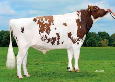 NUNTIUS RED Nugget RF x Julandy GP84 x Elburn RF EX9 Nuntius Red ET TV TL TY aaa 243561 71 191 +,19 62 +,17 53 14 A2/A2 148