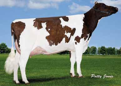 HEIFER PLUS DIAMOND P RED FRANCISCO RED Shanosber P x Snowman VG85 x Goldwyn VG88 Ghezzi Diamond Red ET P IT97994416