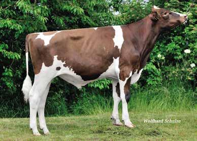 KATANA PP RED Kanu P x Laron P GP84 x Ralstorm VG85 Cerettese Katana ET PP aaa 423 73 1192 -,21 3 -,11 3 121 K-AB 131