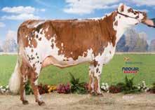 NORMANNA AYRSHIRE ALTRE RAZZE INSOUMIS FR.564479344 ISU 154 Cross: Guilmo / Unnoel PRODUZIONE attend. 67 / figlie / allev. INEL 35 MP 31 kg MG 35 kg TP - 1. TB - 2.