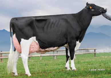 BLACK HOLSTEIN AZUR Anton x Shamrock VG85 x Mr.