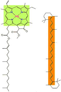 I CAROTENOIDI La molecola del β-carotene è caratterizzata da undici doppi