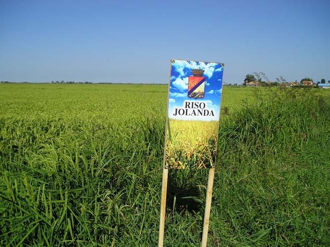 RISO JOLANDA ARGO Varietà di riso semifino derivato dall'incrocio tra le varietà Raffaello e St.