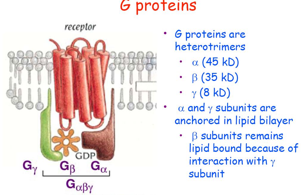 proteine G Sono eterodimeri: Alpha (45 KD) Beta (35KD) Gamma (8 KD)