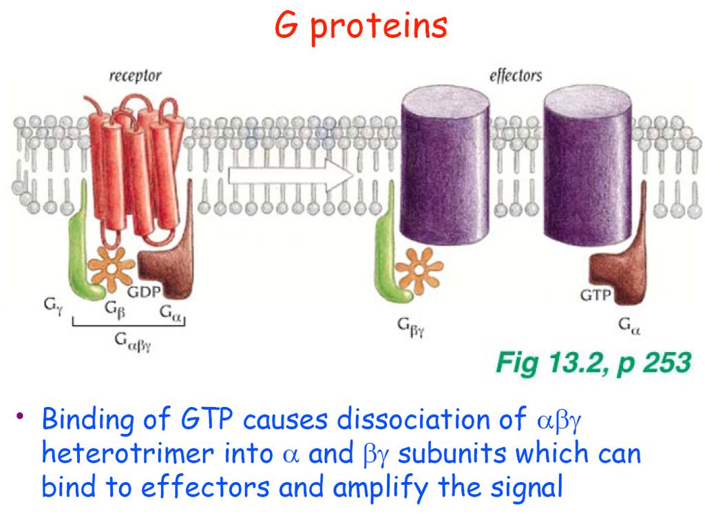 Proteine G perchè legano il nucleotide GUANOSINA (nella subunità alpha) Nel suo stato inattivo la proteina G lega una molecola di GDP quando un ligando si lega al recettore la proteina G rilascia GDP