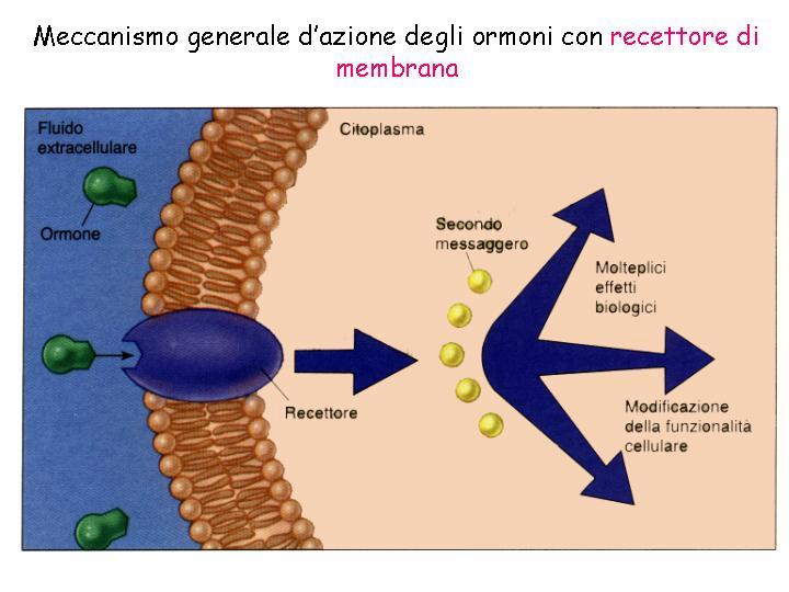 Se l effettore della proteina G è un enzima di membrana, si produce un secondo messaggero E il secondo