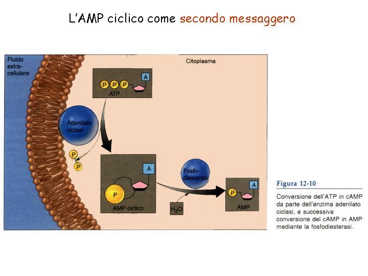 L effettore adenilato ciclasi porta a produzione del