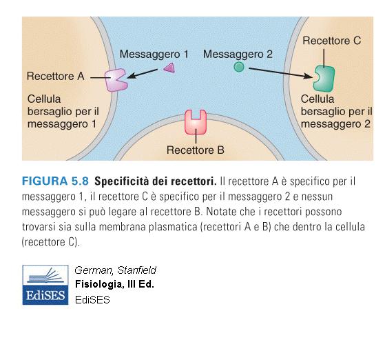 Proprietà dei Recettori Specificità per il ligando Il legame è un interazione chimica, veloce