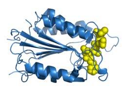 Apoptosis - Role on patogenesis of