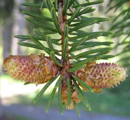 Fiori: E un albero ermafrodita (possiede fiori femminili e maschili sullo stesso esemplare).